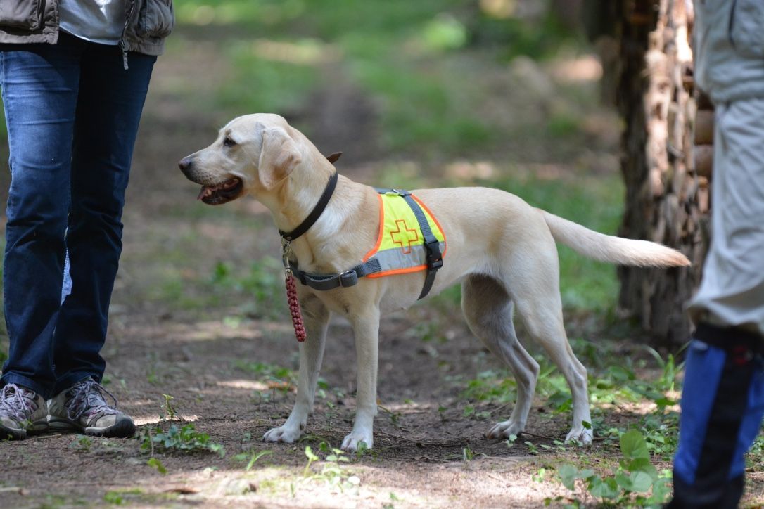 Menzi / Saner / Derendinger