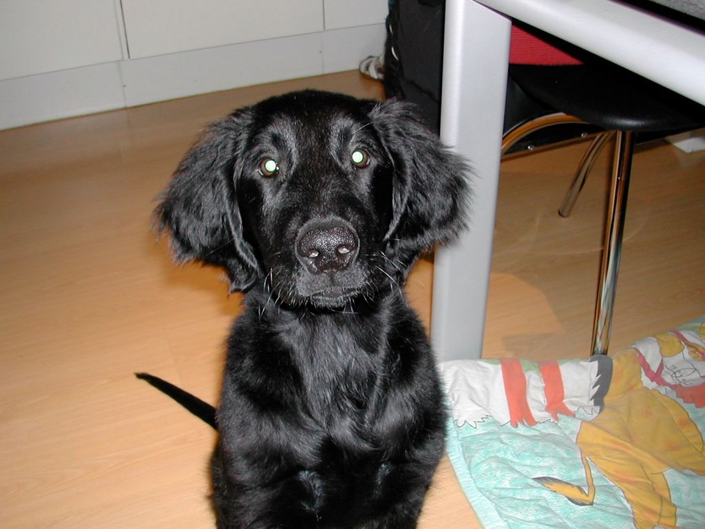 Menzi / Saner / Derendinger