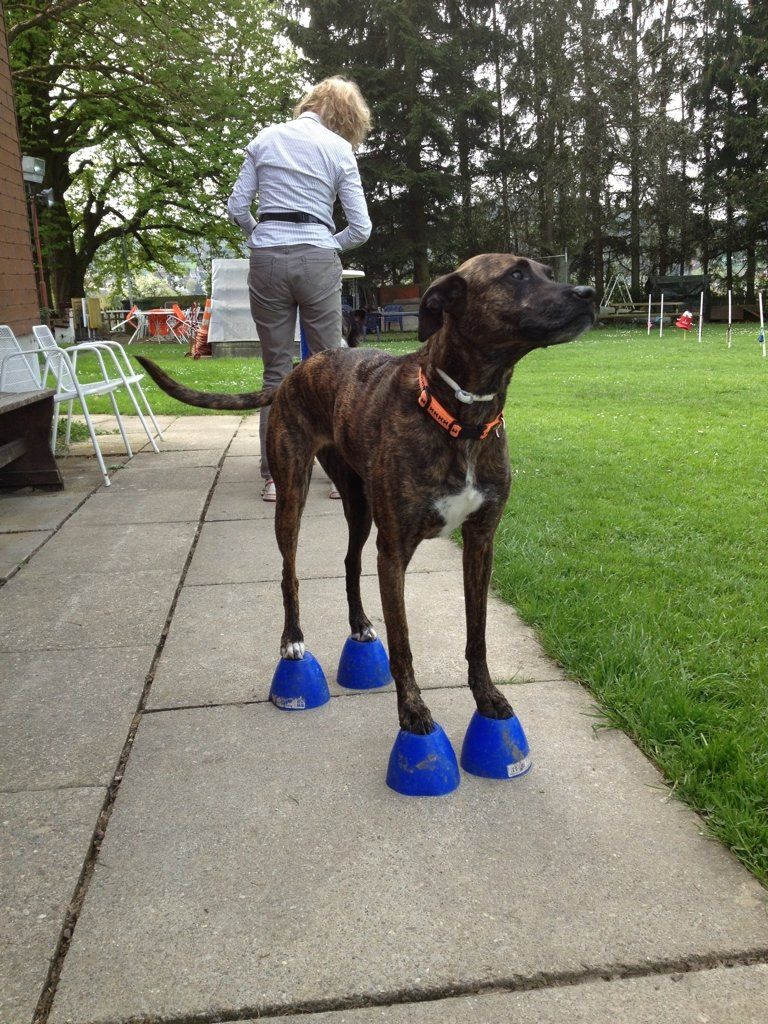 Menzi / Saner / Derendinger