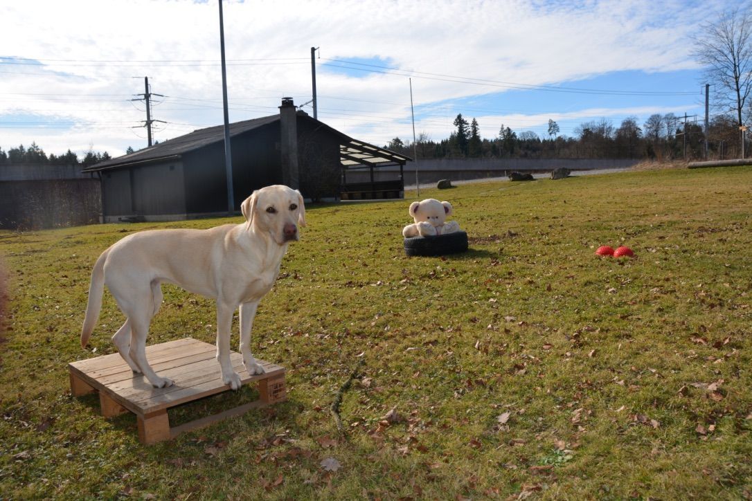 Menzi / Saner / Derendinger