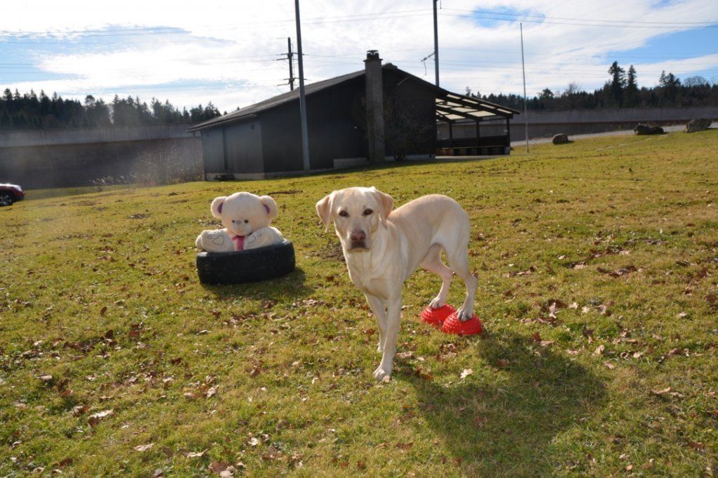 Menzi / Saner / Derendinger