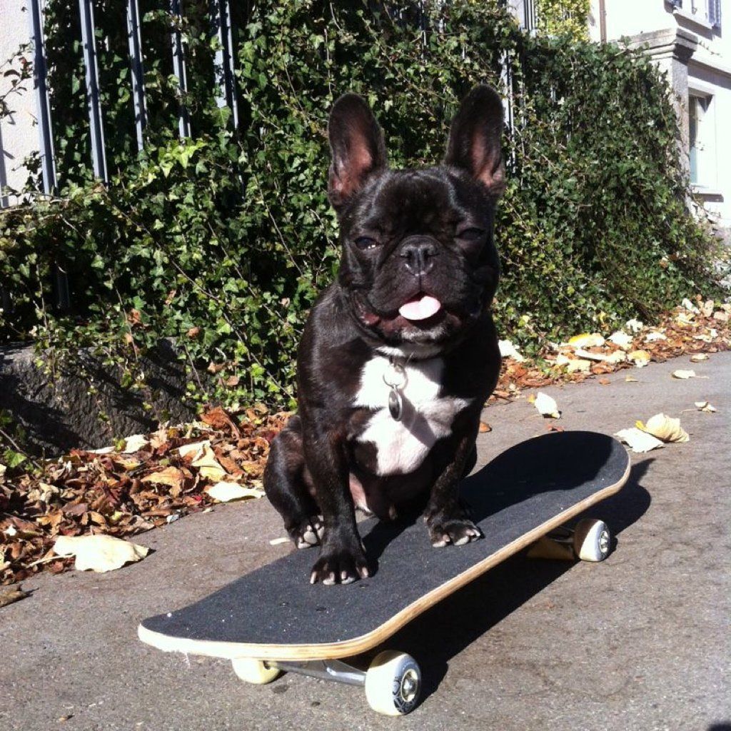 Menzi / Saner / Derendinger