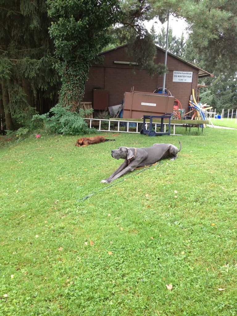 Menzi / Saner / Derendinger