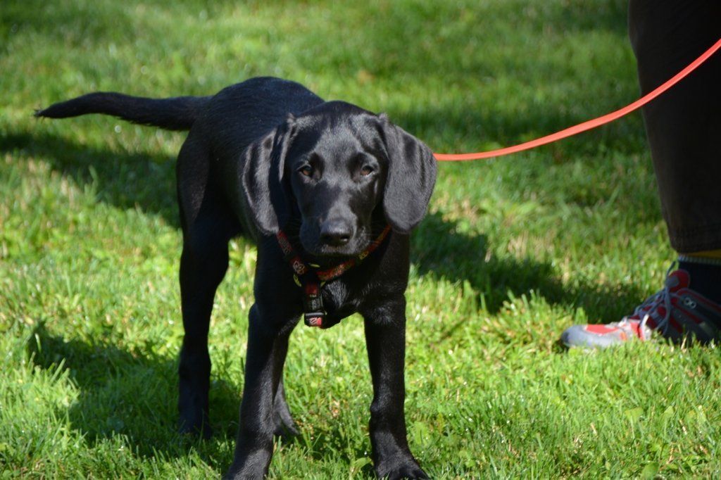 Menzi / Saner / Derendinger