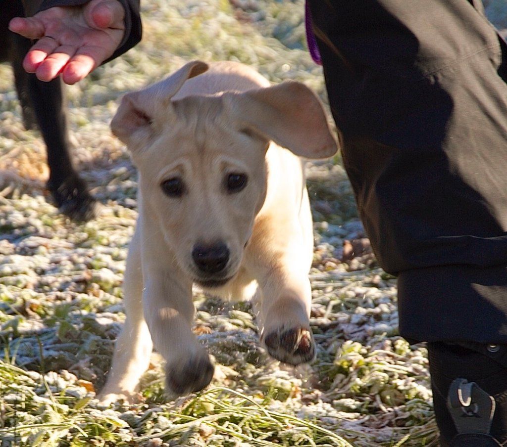 Menzi / Saner / Derendinger