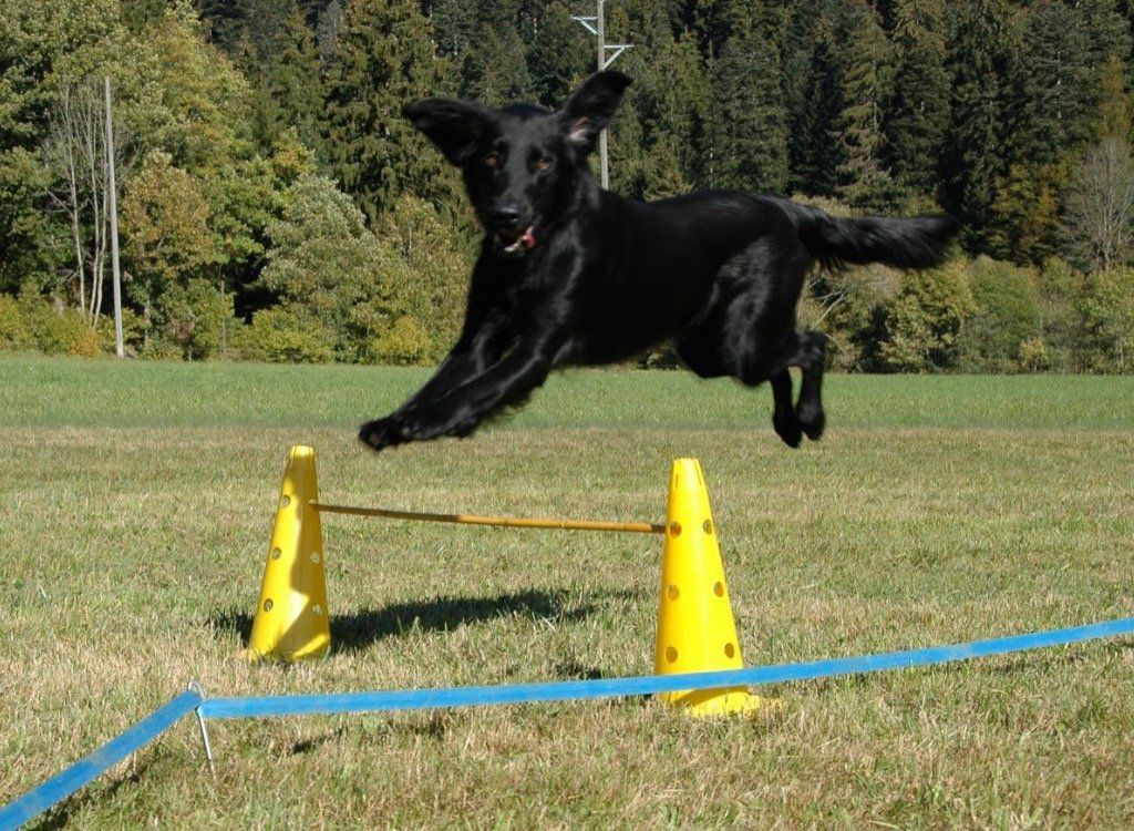 Menzi / Saner / Derendinger