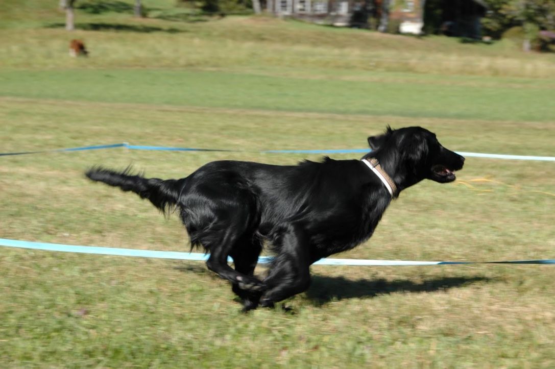 Menzi / Saner / Derendinger