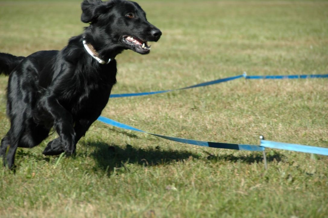 Menzi / Saner / Derendinger