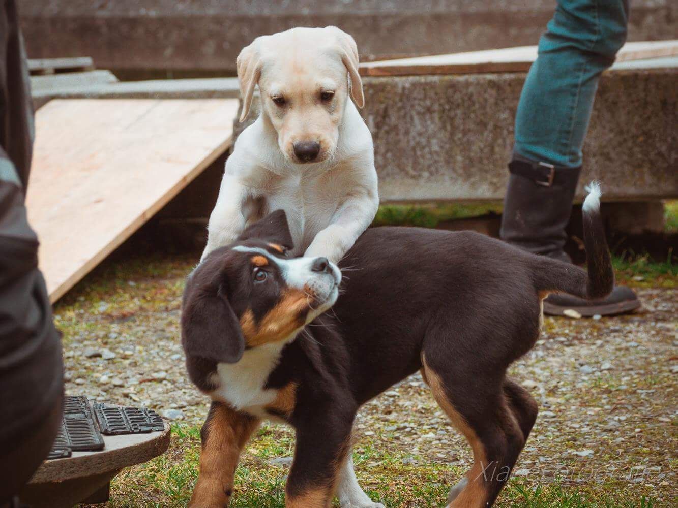 Menzi / Saner / Derendinger