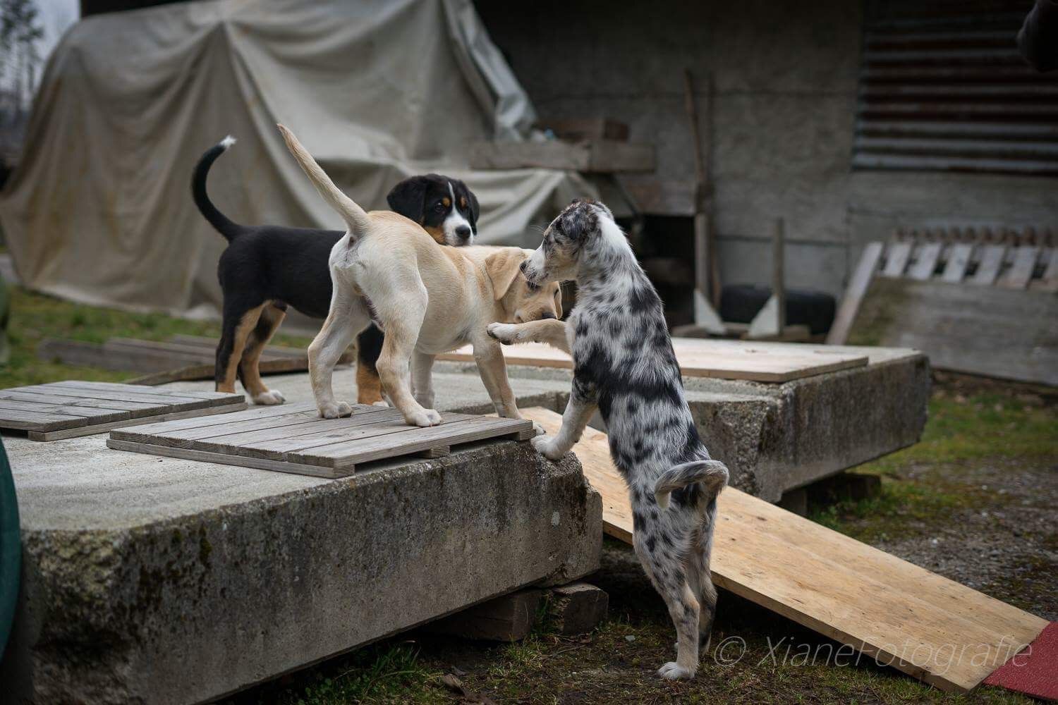 Menzi / Saner / Derendinger