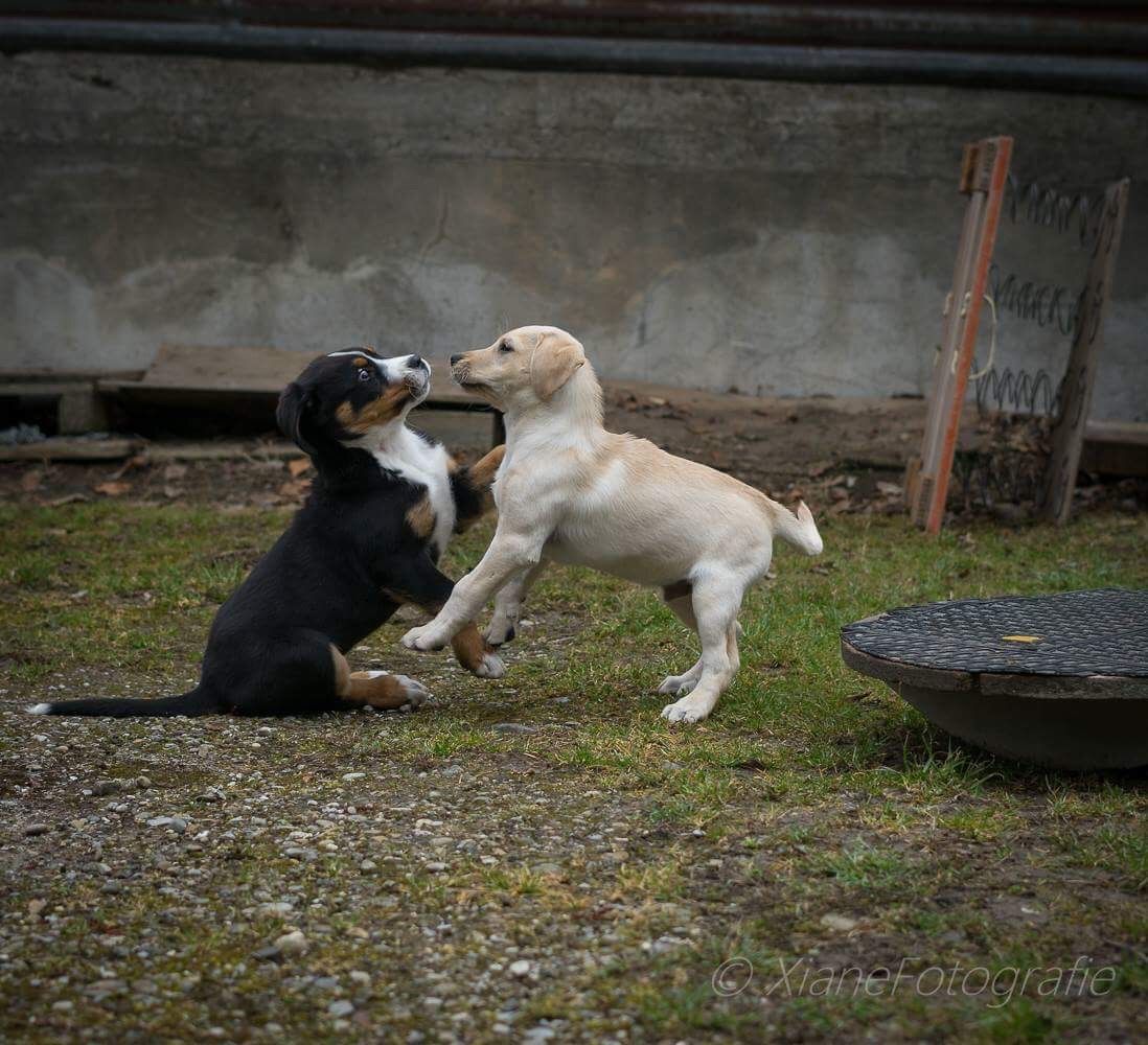 Menzi / Saner / Derendinger