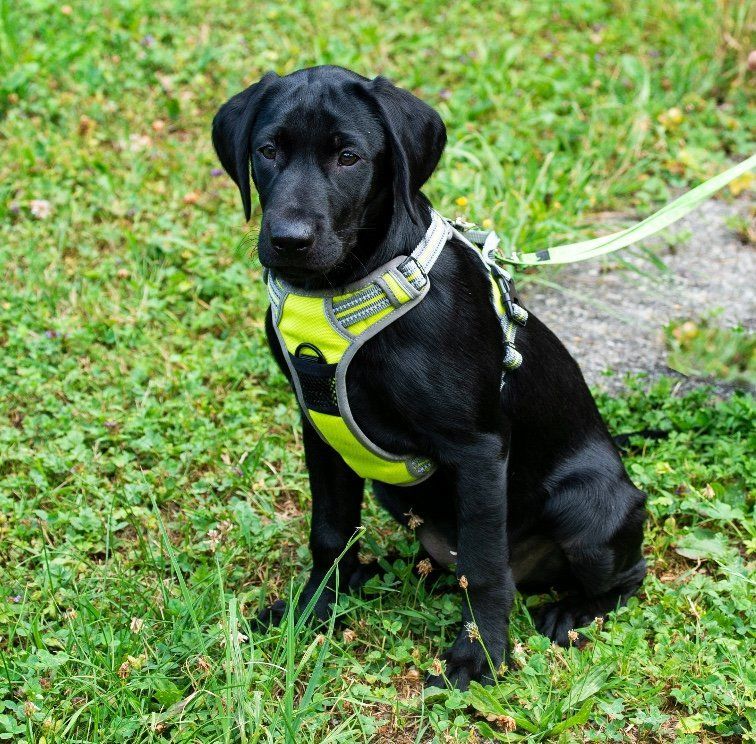 Menzi / Saner / Derendinger