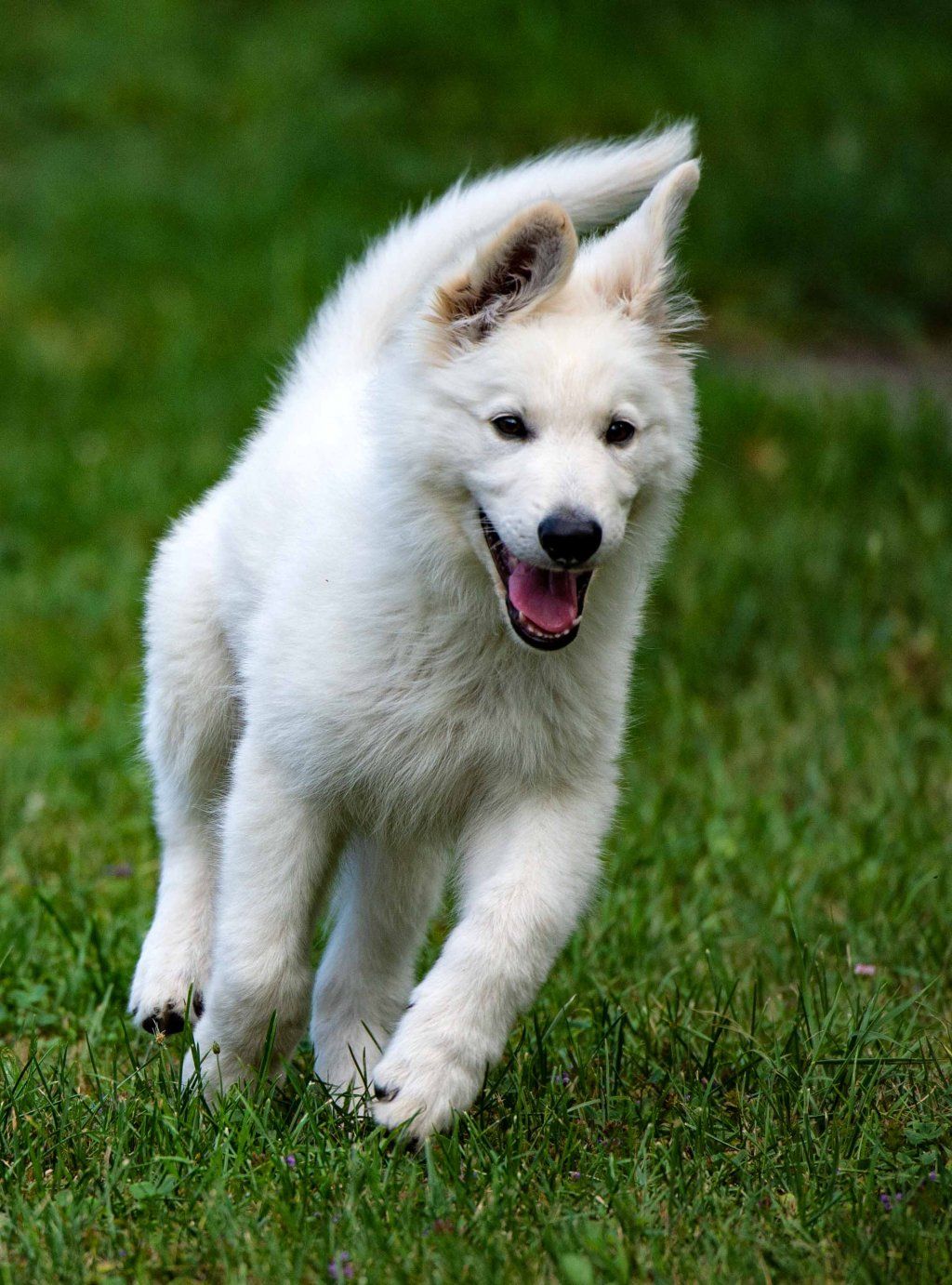 Menzi / Saner / Derendinger