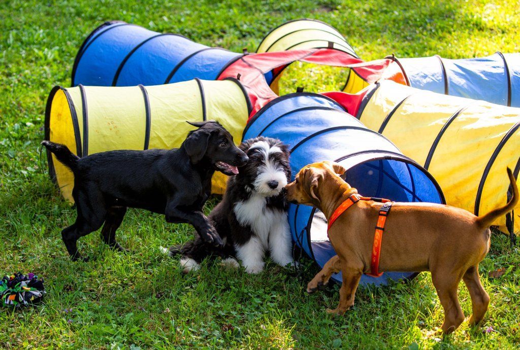 Menzi / Saner / Derendinger