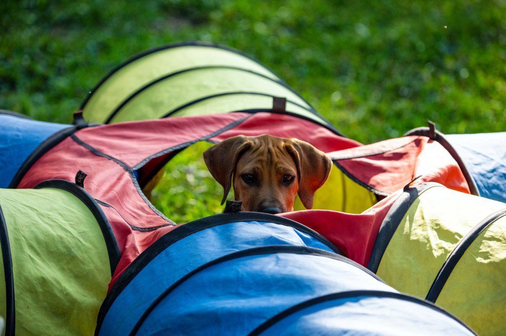 Menzi / Saner / Derendinger