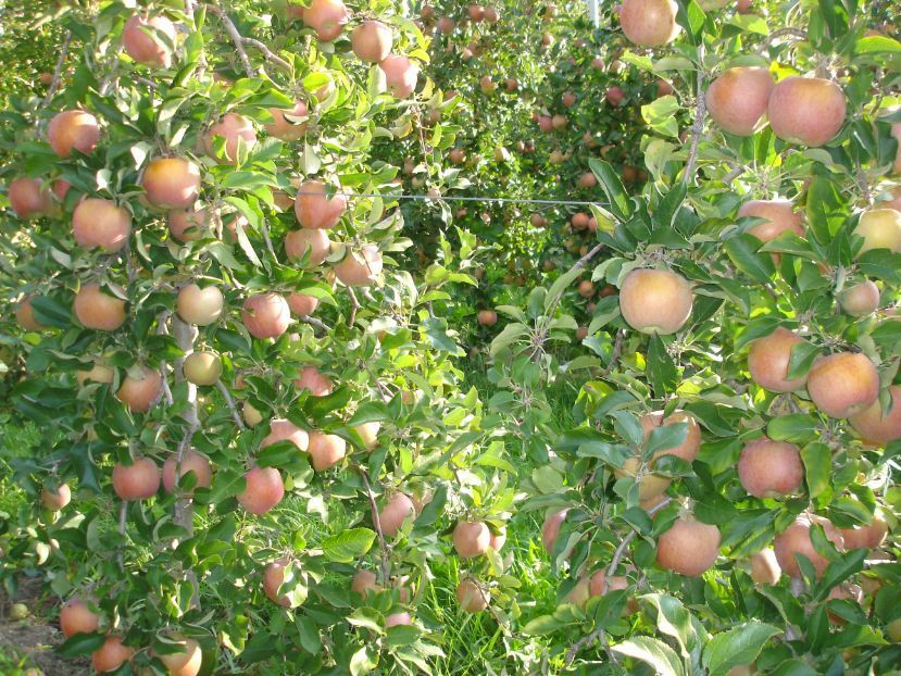 Pflanzungen - Gabrielli Gartengestaltung & -unterhalt - Münchenstein
