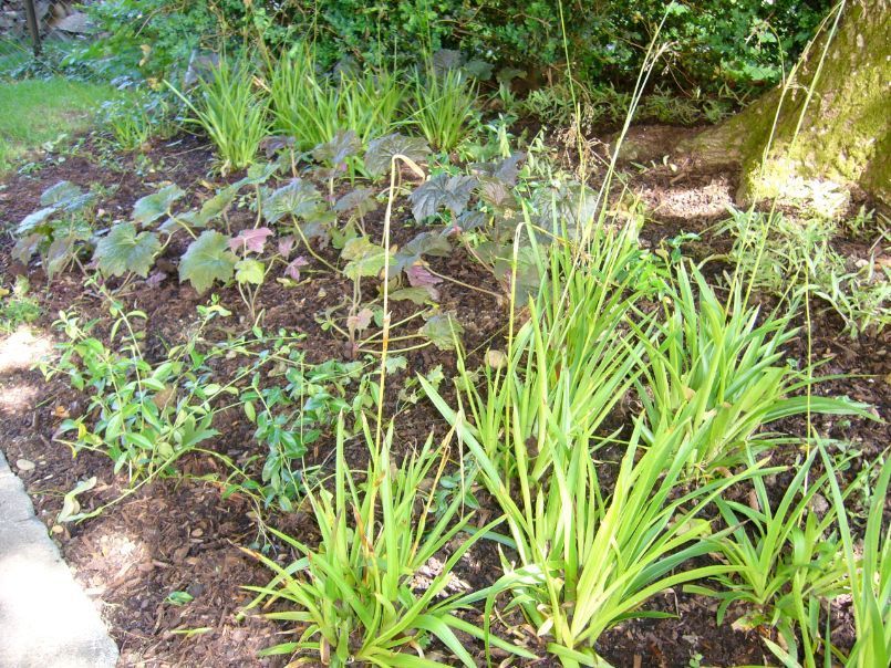 Pflanzungen - Gabrielli Gartengestaltung & -unterhalt - Münchenstein