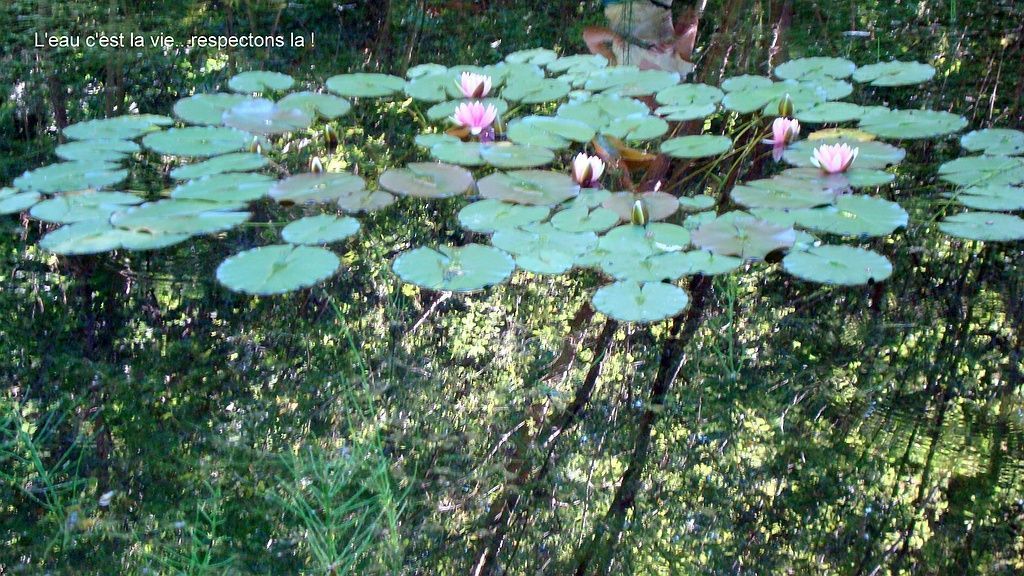 petite mare avec des nénuphares