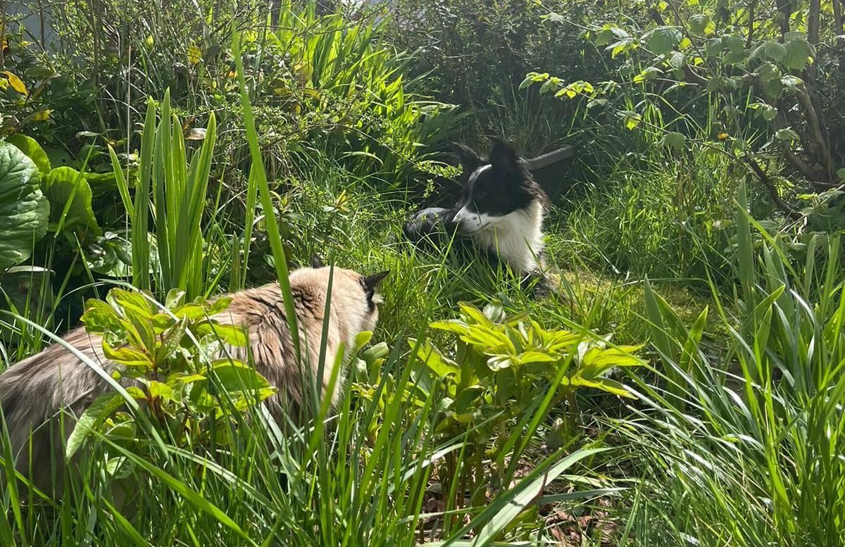 Un chien et un chat dans l'herbe