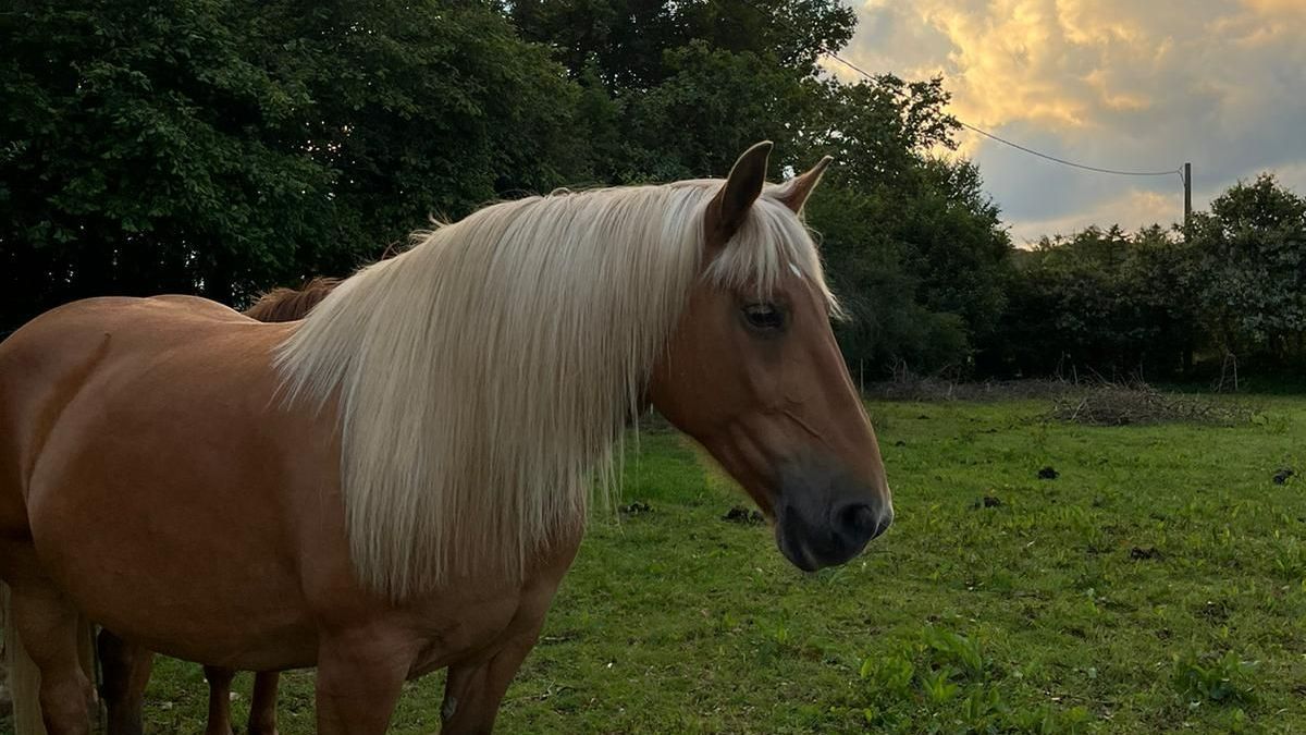 Un cheval à la crinière blonde