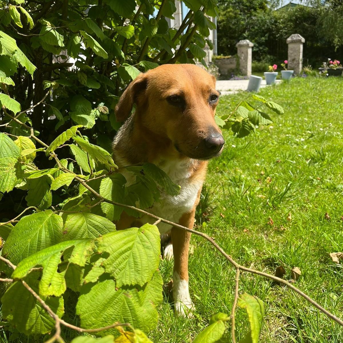Un chien dans un buisson