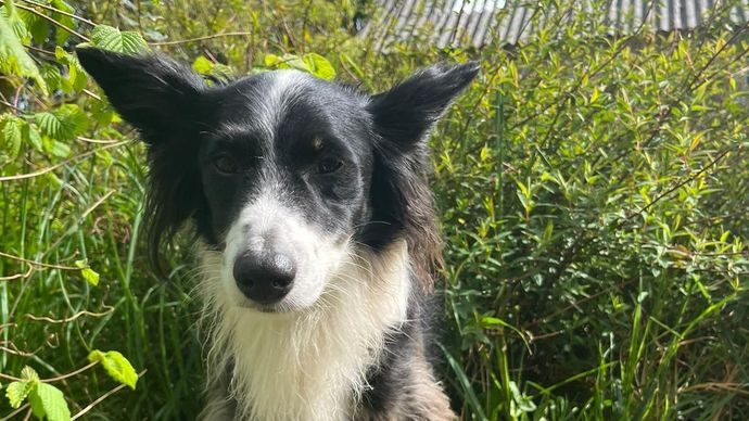 Un border collie
