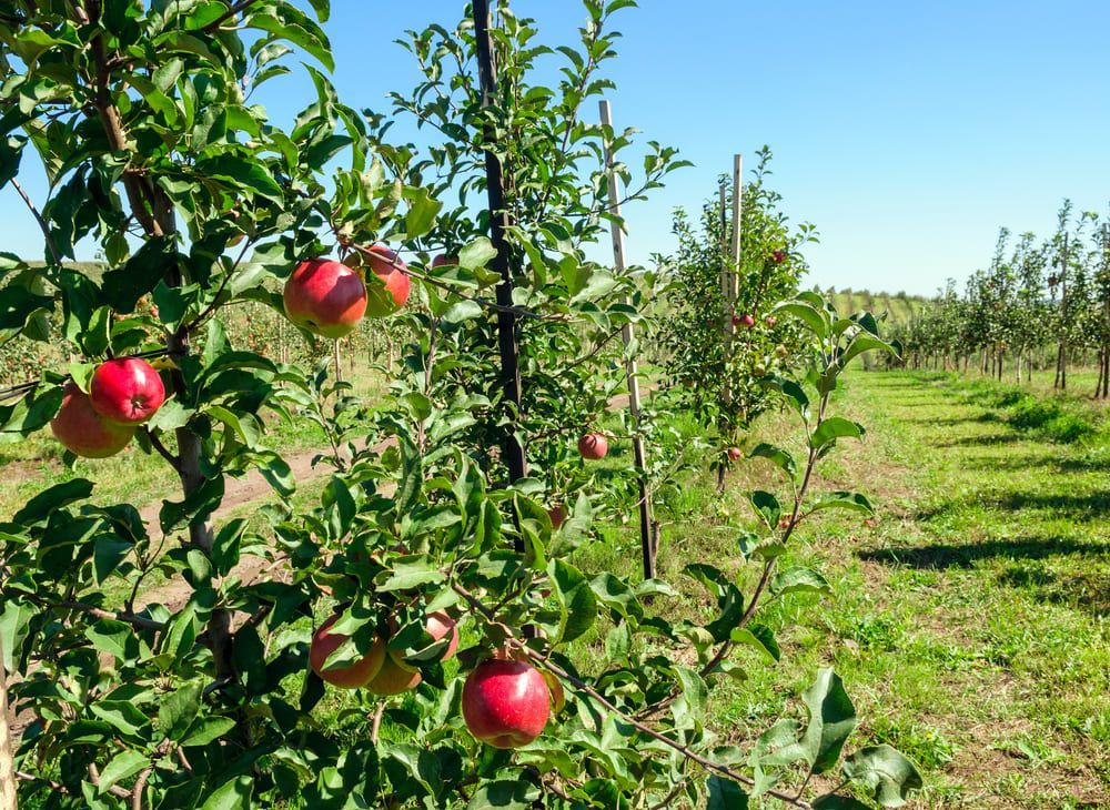 Manzanas rojas colgando de un árbol en un huerto