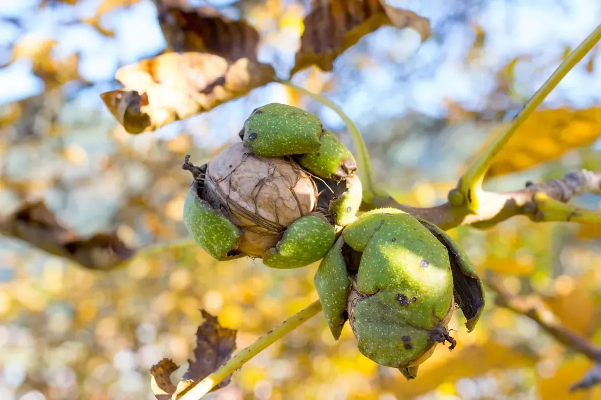 Las nueces todavía están verdes y creciendo en el árbol.