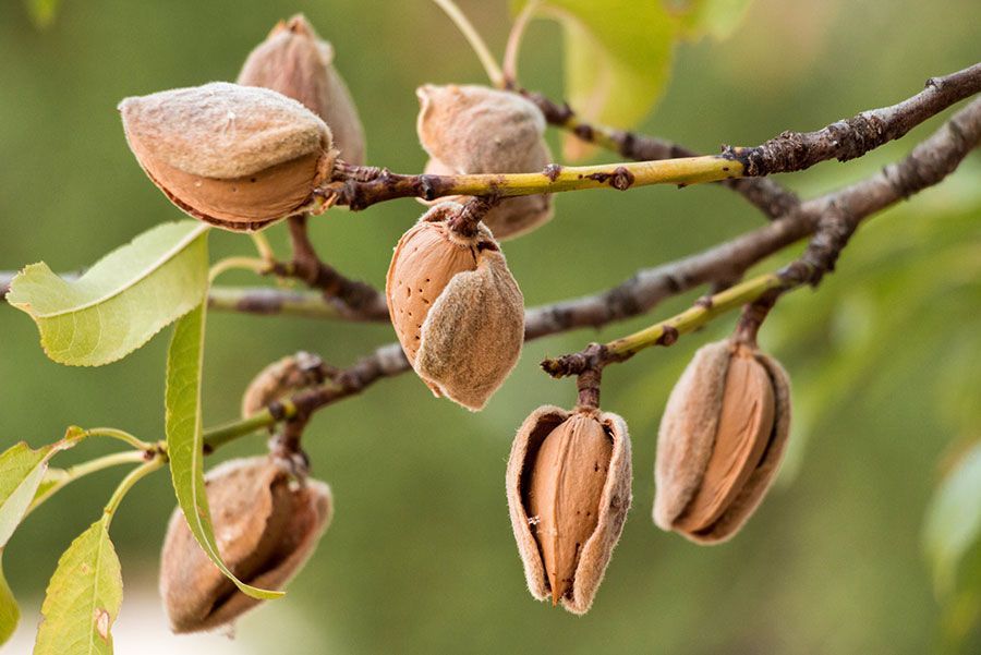 Un manojo de almendras colgando de la rama de un árbol