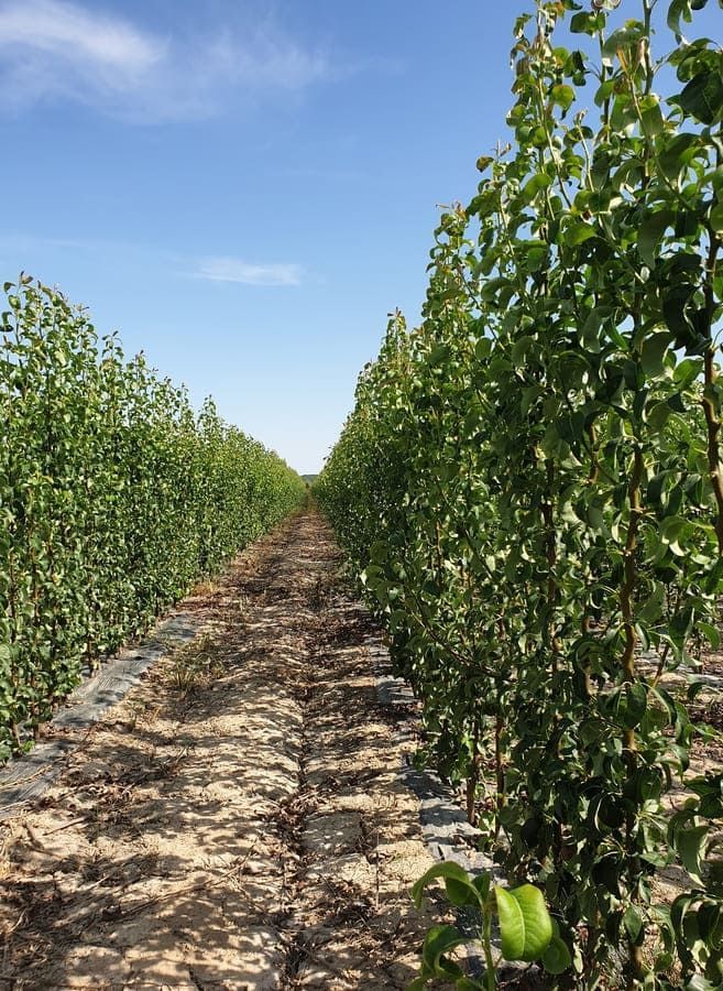 Una hilera de árboles en un campo con un cielo azul de fondo.