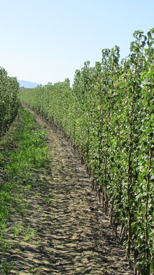 Una hilera de árboles en un campo con un camino de tierra entre ellos.