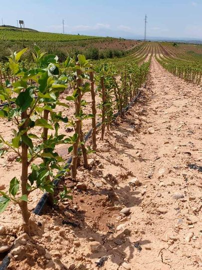 Una hilera de plantas que crecen en la tierra de un campo.