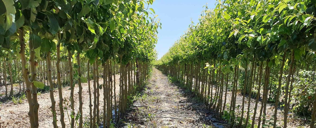 Una hilera de árboles en un campo con un cielo azul en el fondo.