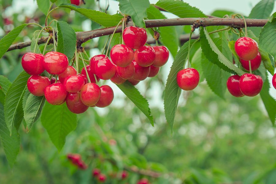 Un ramo de cerezas colgando de la rama de un árbol