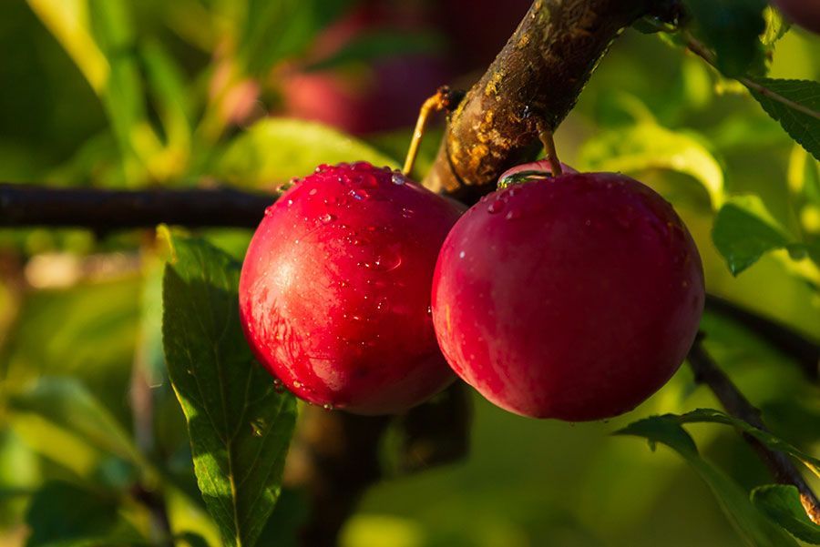 Dos manzanas rojas colgando de la rama de un árbol