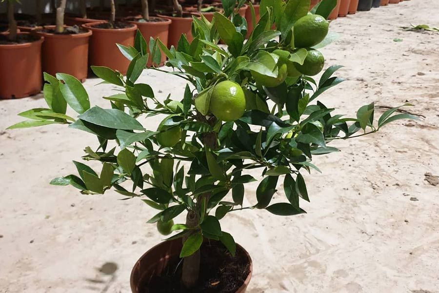 Una pequeña planta en maceta con limas creciendo en ella.
