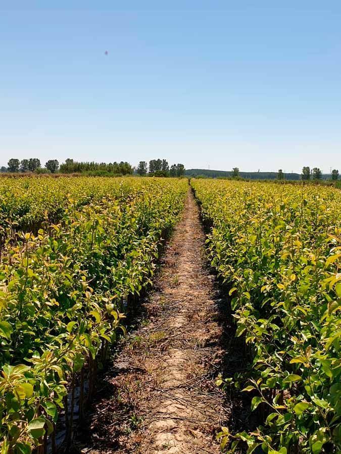 Un camino que atraviesa un campo de plantas con árboles al fondo.