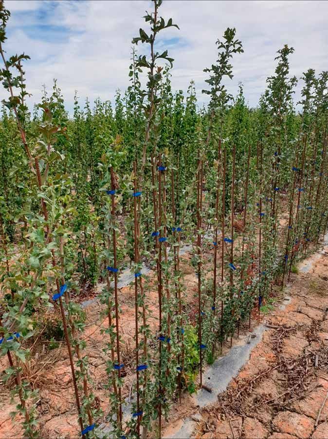Un campo de árboles con cintas azules a su alrededor.