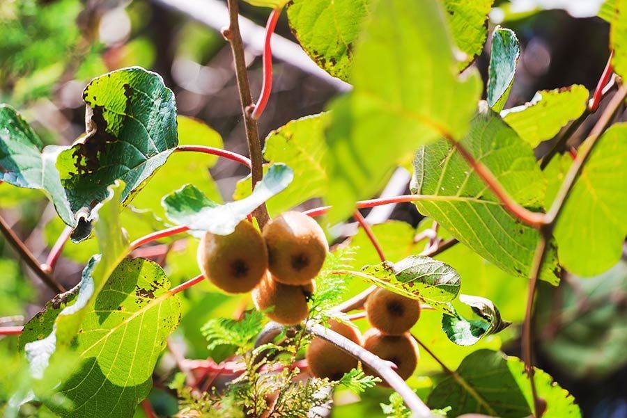 Un ramo de kiwis colgando de la rama de un árbol.