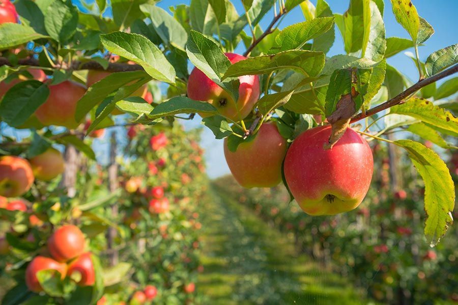 Un montón de manzanas colgando de un árbol en un huerto.