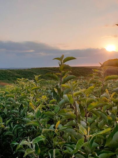 Un campo de plantas con una puesta de sol al fondo