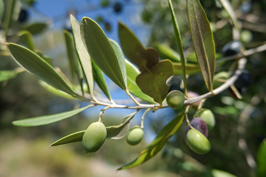 Un manojo de aceitunas verdes colgando de la rama de un árbol