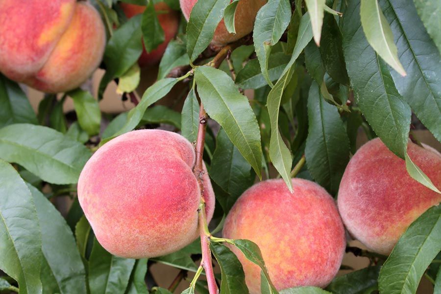 Dos melocotones cuelgan de la rama de un árbol.