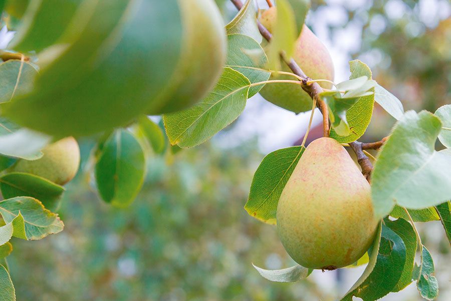 Un montón de manzanas colgando de un árbol en un huerto.