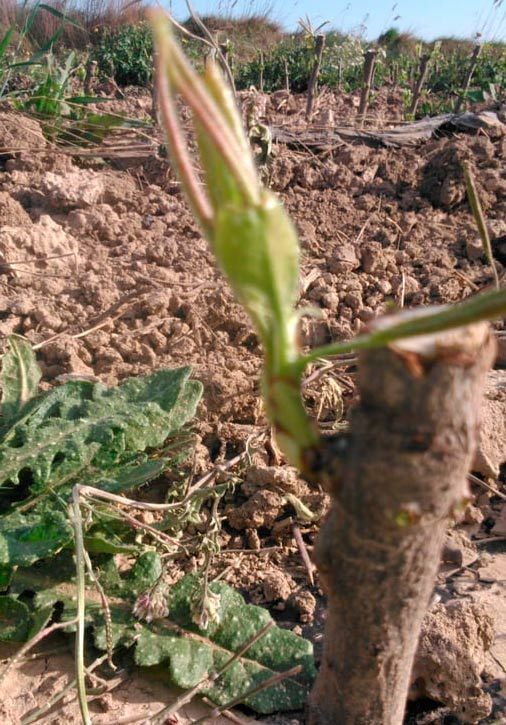 Una planta está creciendo fuera del suelo en un campo.