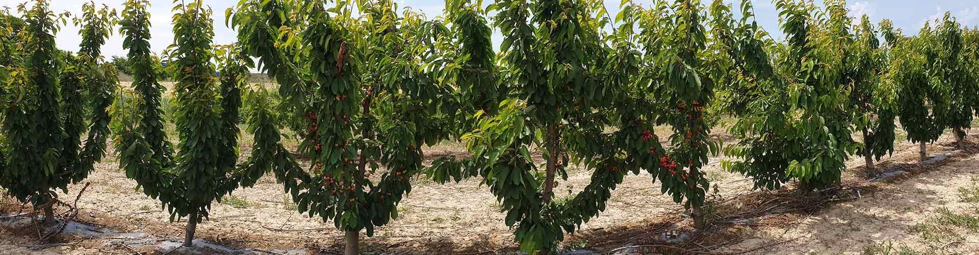 Una hilera de árboles en un campo con muchas hojas verdes.