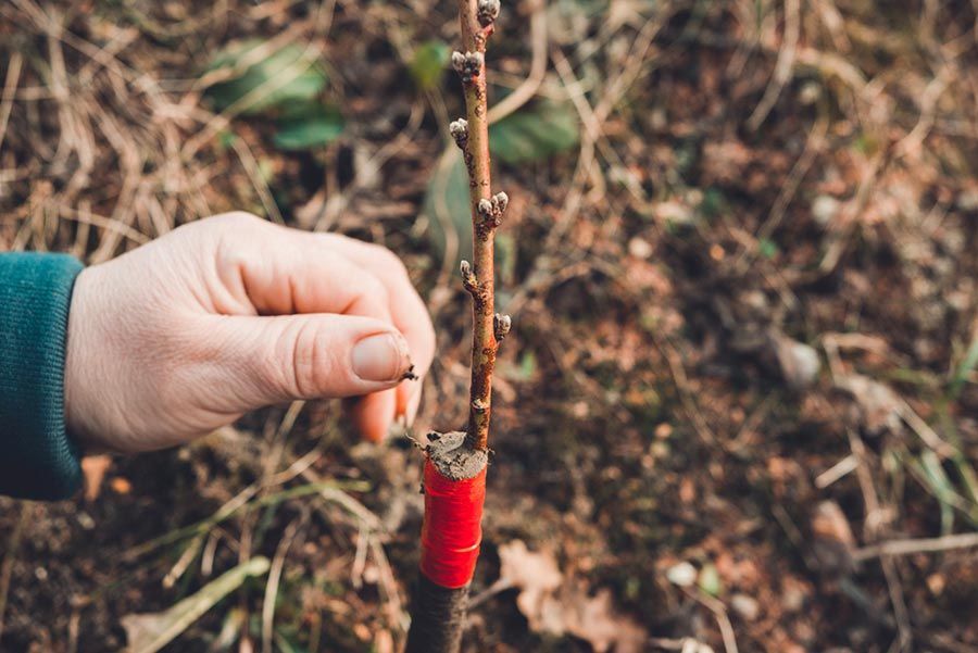 Una persona sostiene una pequeña rama con una cinta roja alrededor de ella.