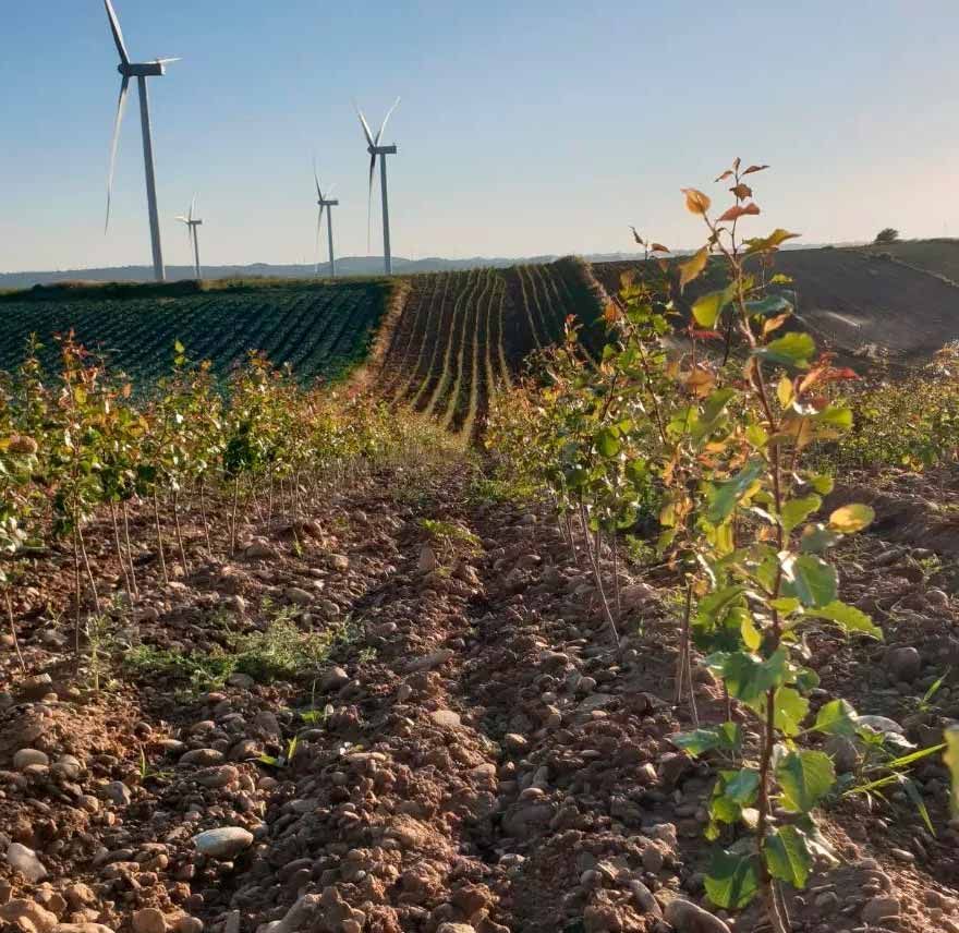 Un campo de plantas con molinos de viento al fondo
