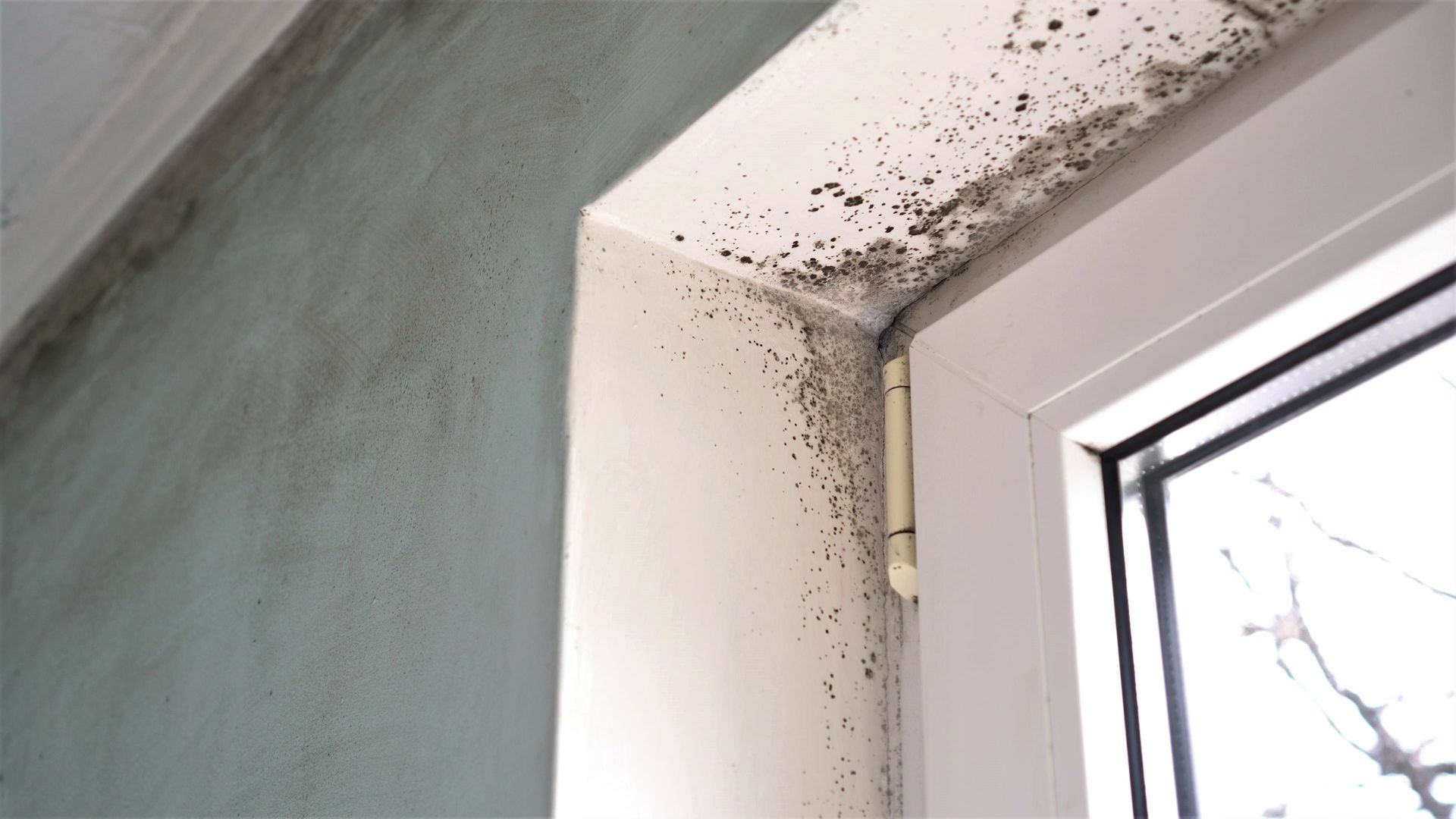 Des moisissures noires se développent sur le mur en plâtre et le cadre de la fenêtre d'une pièce.
