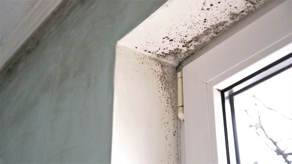 Des moisissures noires se développent sur le mur en plâtre et le cadre de la fenêtre d'une pièce.